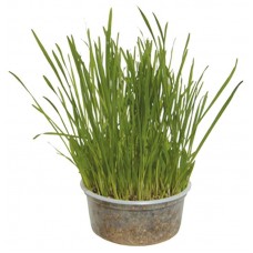 6340 - PET PIRA SEMENTE GRAMINHA GATOS 50G