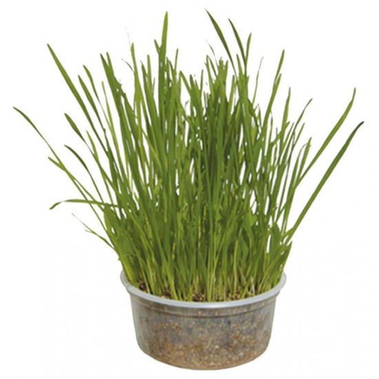 PET PIRA SEMENTE GRAMINHA GATOS 50G