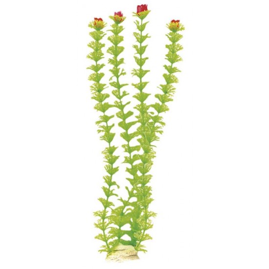 PLANTA GIGANTE IMPERIUM