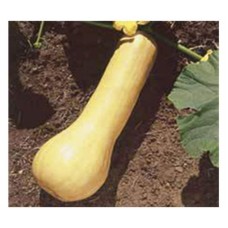 1065 - SEM.FELTRIN ABOBORA MENINA BRASILEI.C/25