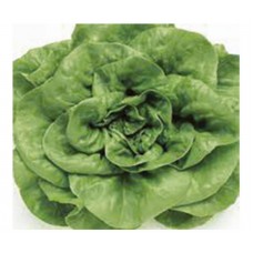 264 - SEM.FELTRIN ALFACE BABA VERAO MANTE.C/25