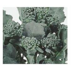 285 - SEM. FELTRIN COUVE BROCOLIS RAMOSOC/25