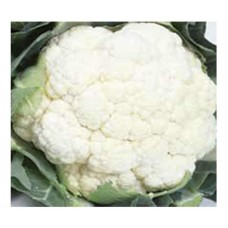 2453 - SEM.FELTRIM COUVE FLOR 4 ESTACOES C/25