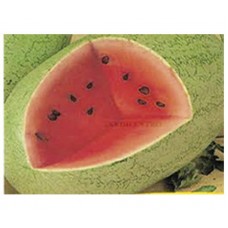 302 - SEM.FELTRIN MELANCIA CHARLESTON GRA.C/25