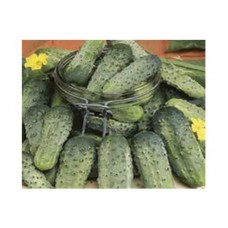 1377 - SEM.FELTRIM PEPINO CONSERVA-SMR-58 C/25