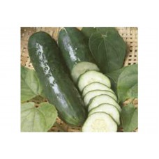 2459 - SEM.FELTRIM PEPINO VERDE COMPRIDO C/25