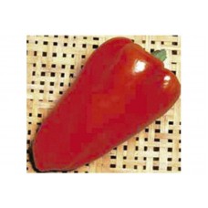 2461 - SEM.FELTRIM PIMENTAO RUBI VERMELHO GIGAN.C/25