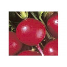 941 - SEM.FELTRIN RABANETE REDONDO GIGANT.C/25