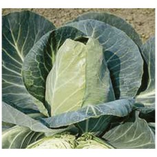 293 - SEM.FELTRIN REPOLHO CORACAO BOI GIG.C/25