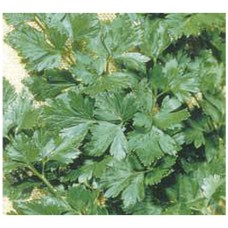 1379 - SEM.FELTRIM SALSA GIGANT.PORTUGUESA C/25