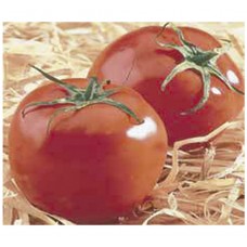 295 - SEM.FELTRIN TOMATE SANTA CRUZ KADA C/25