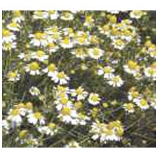 1381 - SEM.FELTRIM CAMOMILA OU MACANILHA C/20