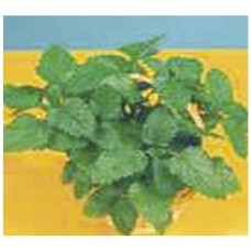 2467 - SEM.FELTRIM ERVA CIDREIRA/MELISSA C/20