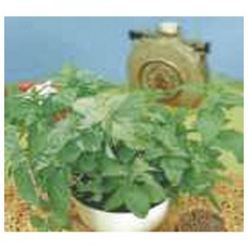 1382 - SEM.FELTRIM HORTELA OU MENTA C/20