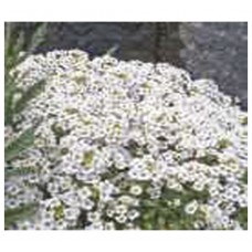 1060 - SEM.FELTRIN ALYSSUN BRANCO FLOR MEL C/20