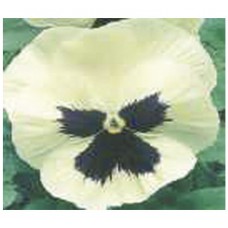 1289 - SEM.FELTRIM AMOR PERFEITO BRANCO GI.C/20