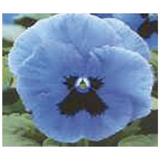 2464 - SEM.FELTRIM AMOR PERFEITO GIG.SUICO C/20