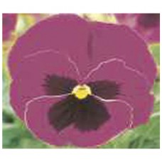 2462 - SEM.FELTRIM AMOR PERFEITO PURPURA G.C/20