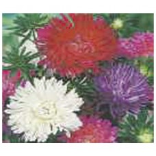 1067 - SEM.FELTRIN ASTER DOBRADA SORT.MARG.C/20