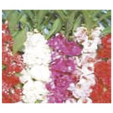 4036 - SEM.FELTRIM BALSAMO DOBRADA SORTI.C/20