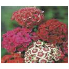 4034 - SEM.FELTRIM CRAVINA BARBATUS DOBRAD.C/20