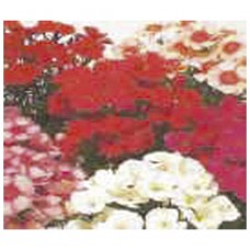 1064 - SEM.FELTRIN CRAVINA CHINA SORTIDA C/20