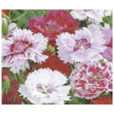 2466 - SEM.FELTRIM CRAVINA DOBRADA SORTIDA C/20