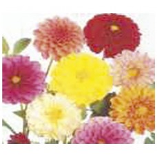 305 - SEM.FELTRIN DHALIA SORT.ANA DOBRADA C/20