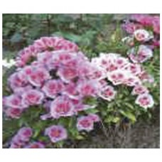 1068 - SEM.FELTRIN GODETIA DOB.SOR.AZALEIA C/20