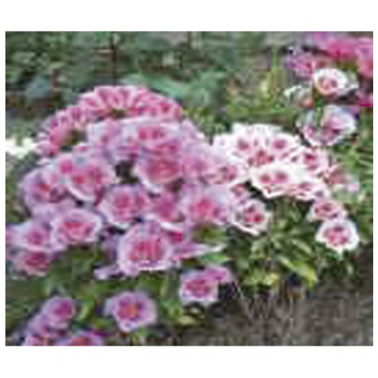 SEM.FELTRIN GODETIA DOB.SOR.AZALEIA C/20