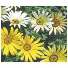 269 - SEM.FELTRIN MARGARIDA AFRICANA SORT.C/20