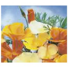 1071 - SEM.FELTRIN PAPOULA CALIFORNIA SORT.C/20