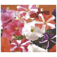 1072 - SEM.FELTRIN PETUNIA HIBRIDA SORTIDA C/20