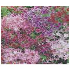 1073 - SEM.FELTRIN PHLOX SORTIDO/CHITINHA C/20