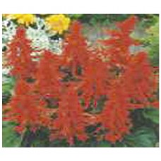 1076 - SEM.FELTRIN SALVIA VERMELHA ALE.JAR.C/20