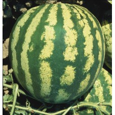 2456 - SEM.FELTRIM MELANCIA CRIMSON SWEET C/25