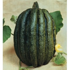 4032 - SEMENTE FELTRIM MOGANGO SUL MINEIRO C/25